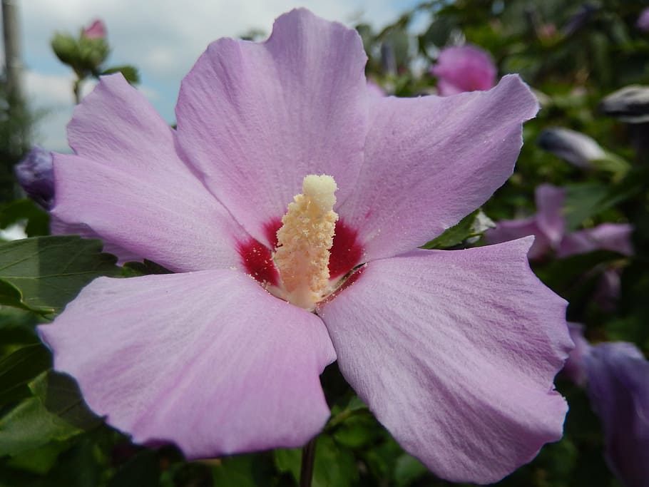 flower, pink, macro, flowering plant, vulnerability, fragility HD wallpaper