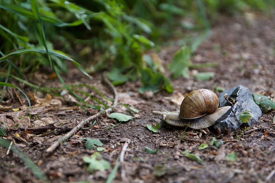 snail, nature, mollusk, shell, animal, garden, slowly, close HD wallpaper