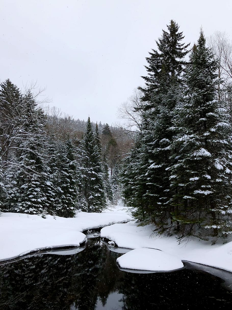 body of water surrounded by green pine trees, trees covered with snow near body of water HD wallpaper