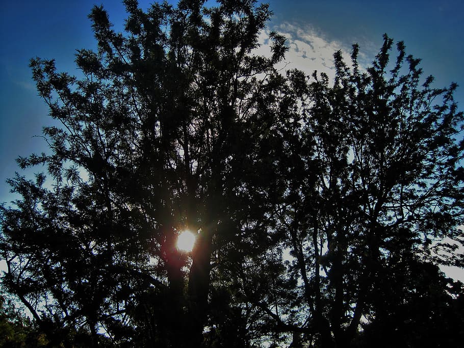 sun through branches, tree, dark, bright, shiny, plant, sky HD wallpaper