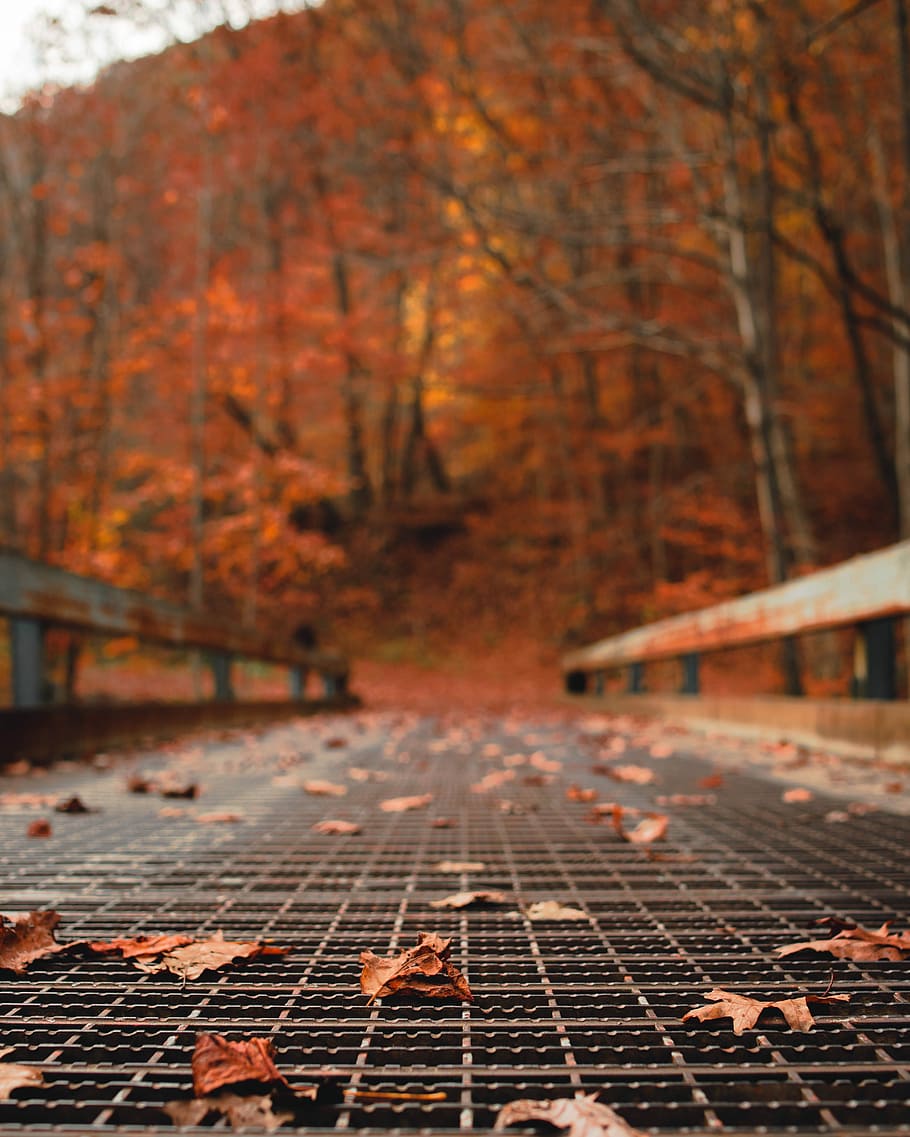 withered leaves on pavement, shallow focus photography of brown dry leave HD wallpaper