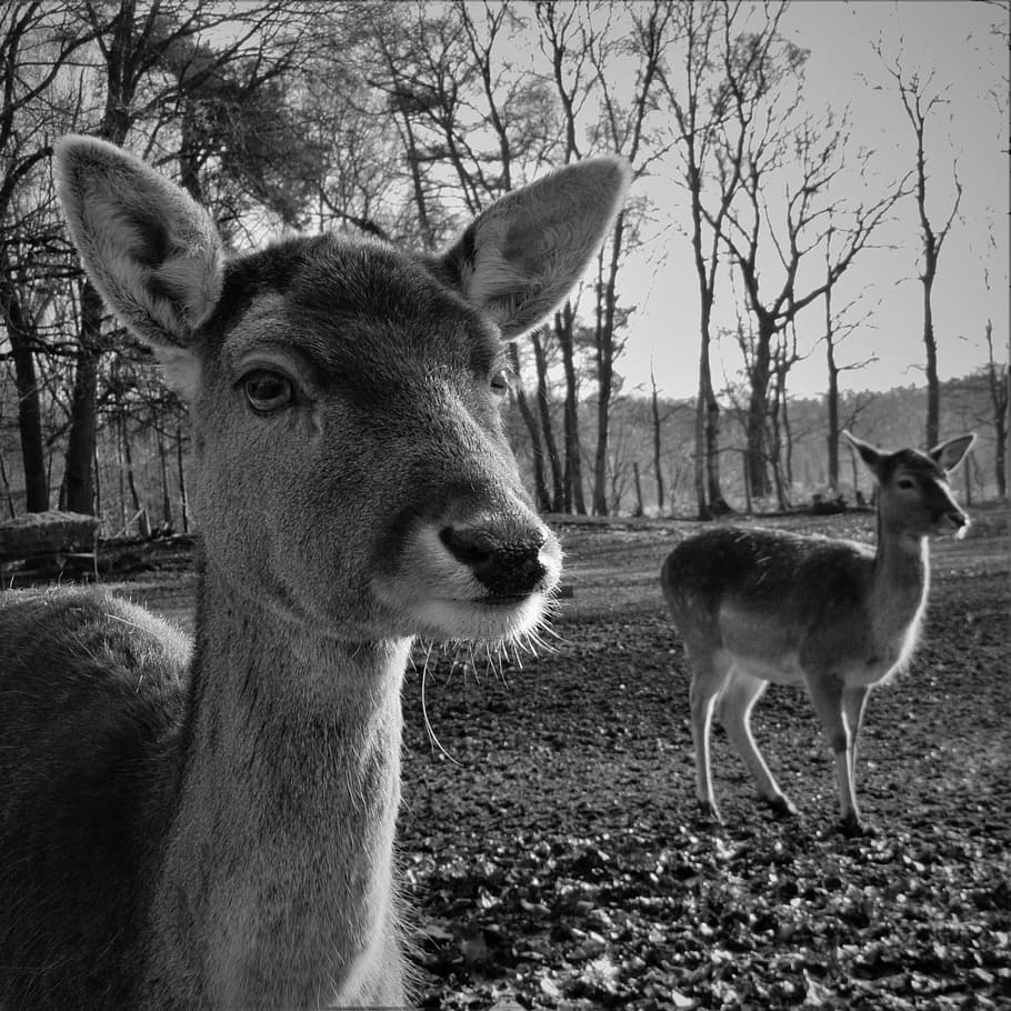 fallow deer, hirsch, head, roe deer, mammal, animal, portrait HD wallpaper
