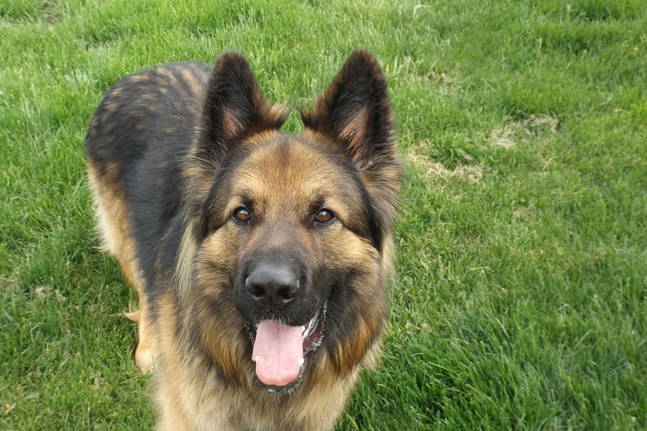 german sheppard, dog, cute, one animal, canine, grass, animal themes HD wallpaper