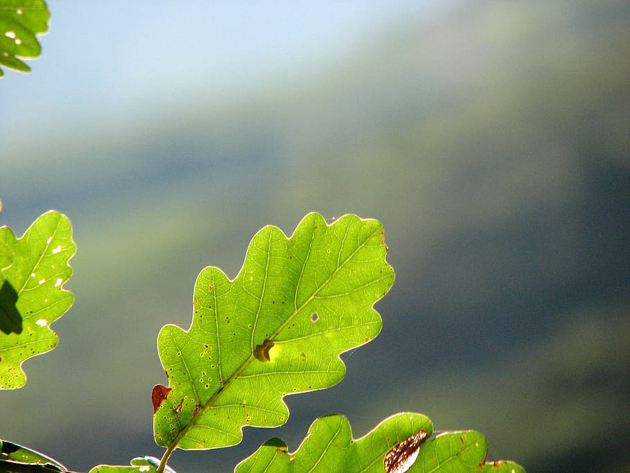 oak leaf, green, structure, oak leaves, light green, nature HD wallpaper