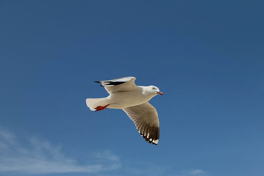 seagull, flying birds, sky, animals in the wild, animal themes HD wallpaper