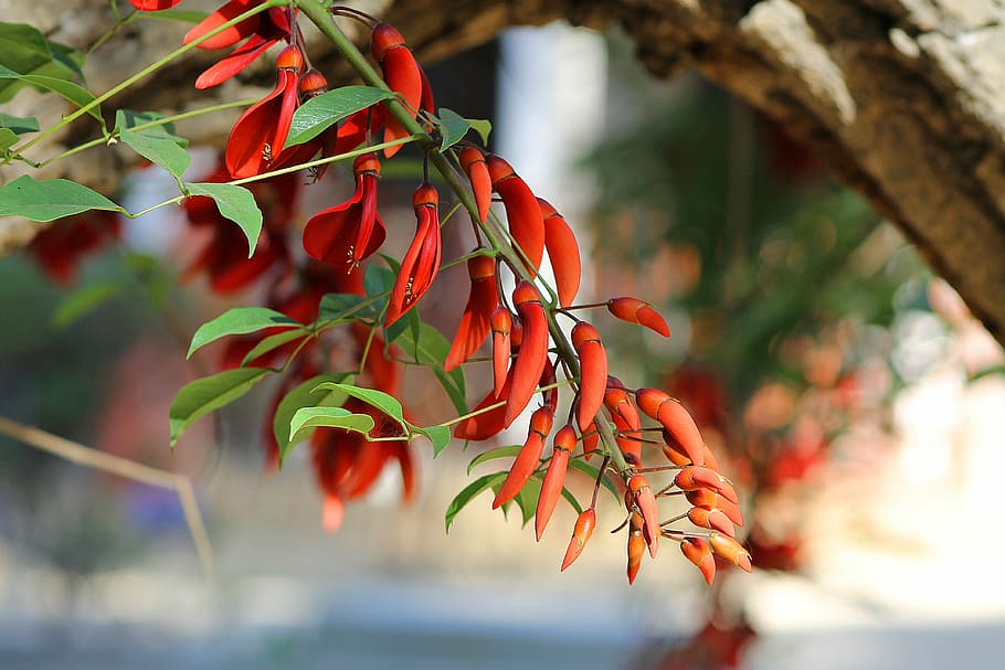 flowers, spring, tree, nature, garden, plant part, leaf, red HD wallpaper