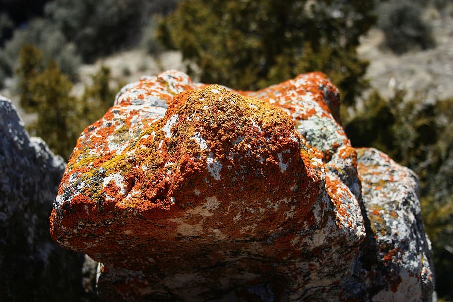 lichen, boulder, rock, stone, rock formation, fungi, close-up HD wallpaper