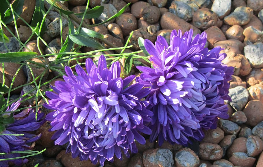 asters, flowers, purple, closeup, nature, plant, petal, flower Head HD wallpaper