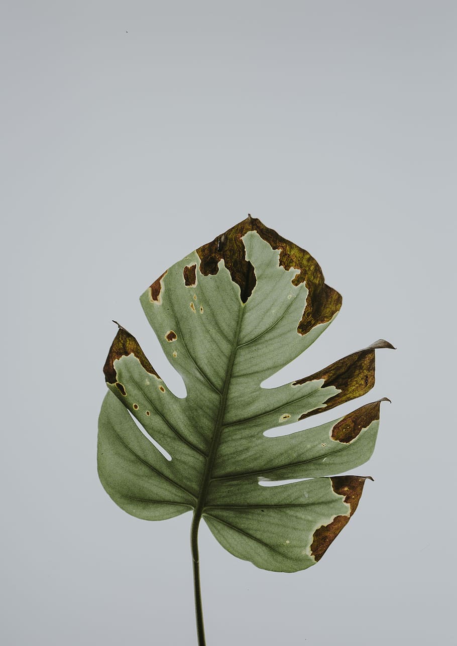 photo of green leaf, withered green philodendron leaf close up photo