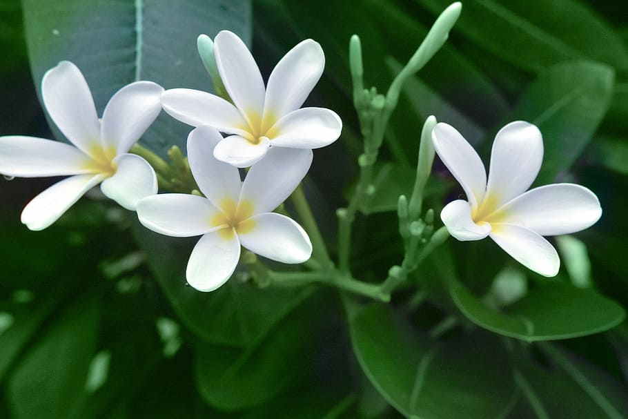 nature, flora, flower, leaf, summer, white, petals, flowering plant HD wallpaper