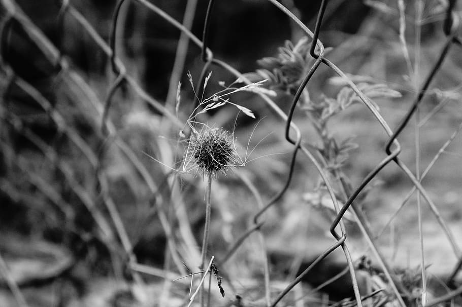 Fence, Freedom, Close, Photo, Zoom, photography, acaena argentea HD wallpaper