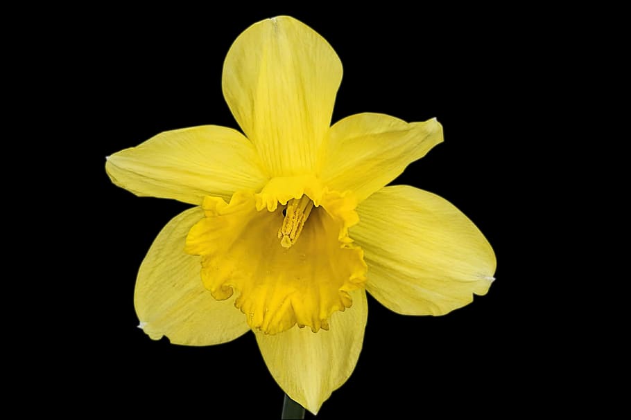 daffodil, flower, narcissus pseudonarcissus, yellow, flowering plant, HD wallpaper