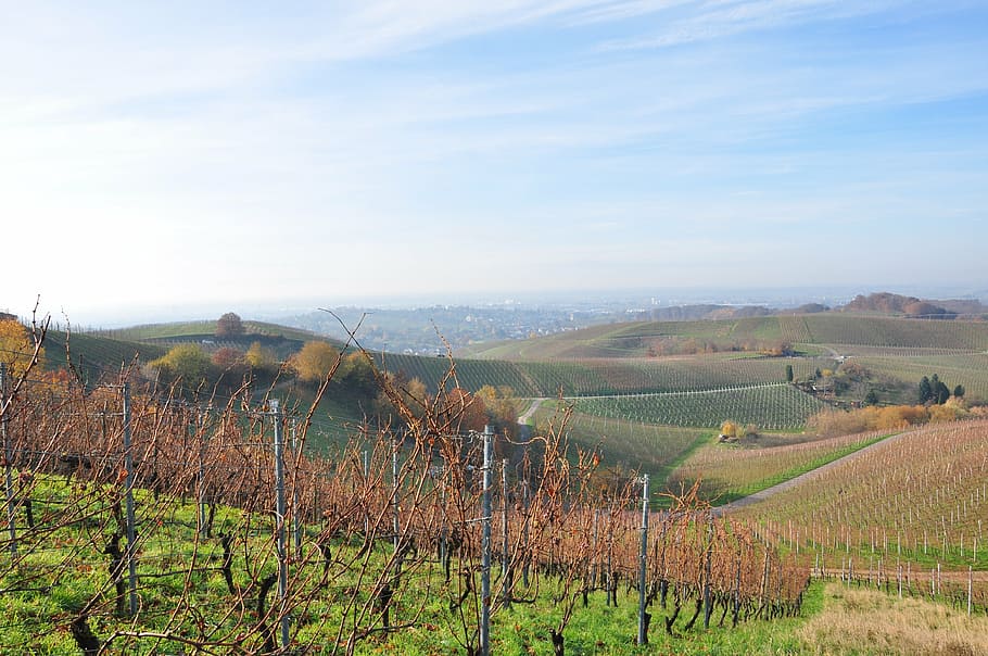 vineyard, wine, grapes, vines, landscape, environment, scenics - nature HD wallpaper
