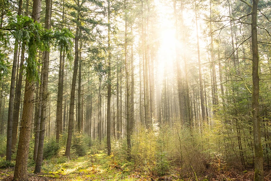 green trees at daytime, forest, sun, shadow, yellow, nature HD wallpaper