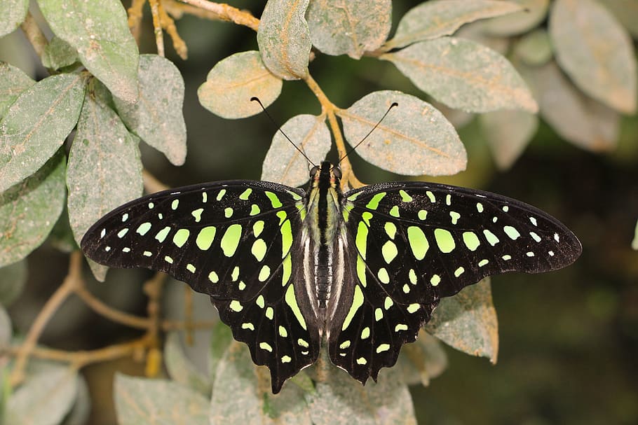 shallow focus photography of black and green butterfly, lepidoptera HD wallpaper