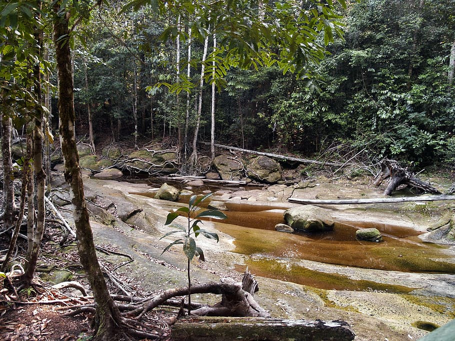 rocky, river, creek, bed, jungle, manaus, brazil, nature, scenery