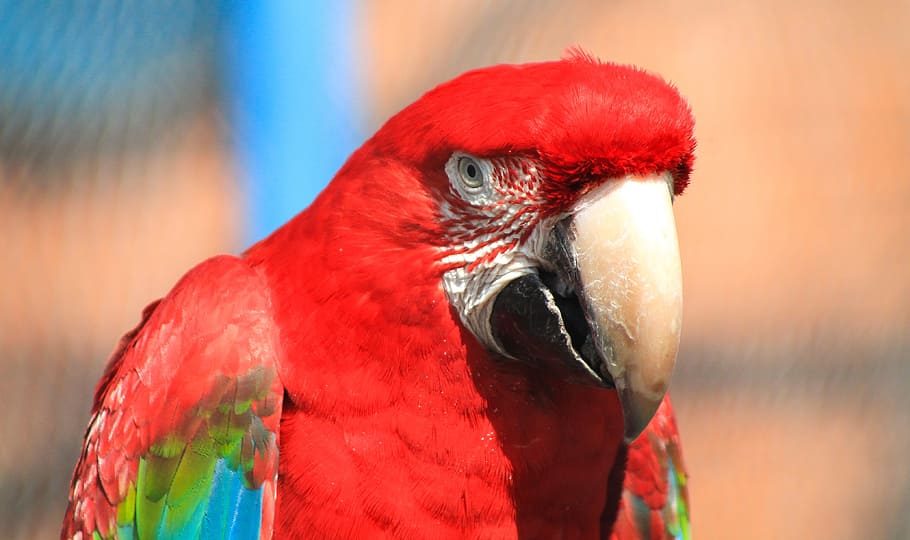 Macaw, Feather, Pen, feathered, madárféle, ovipositor, beak HD wallpaper