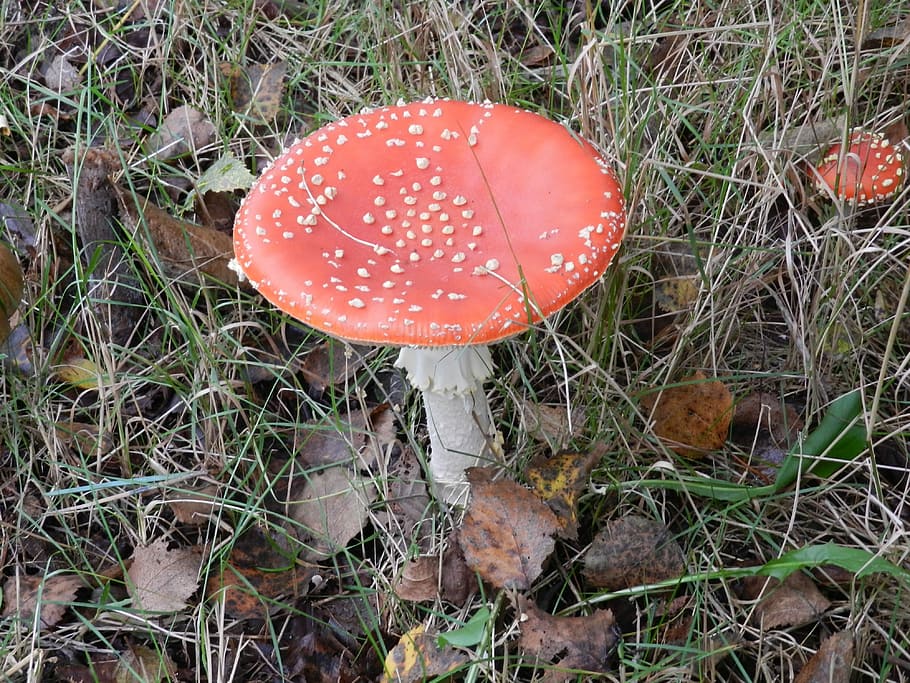 Mushroom, Fly Agaric, Autumn, fungus, fly agaric mushroom, red HD wallpaper