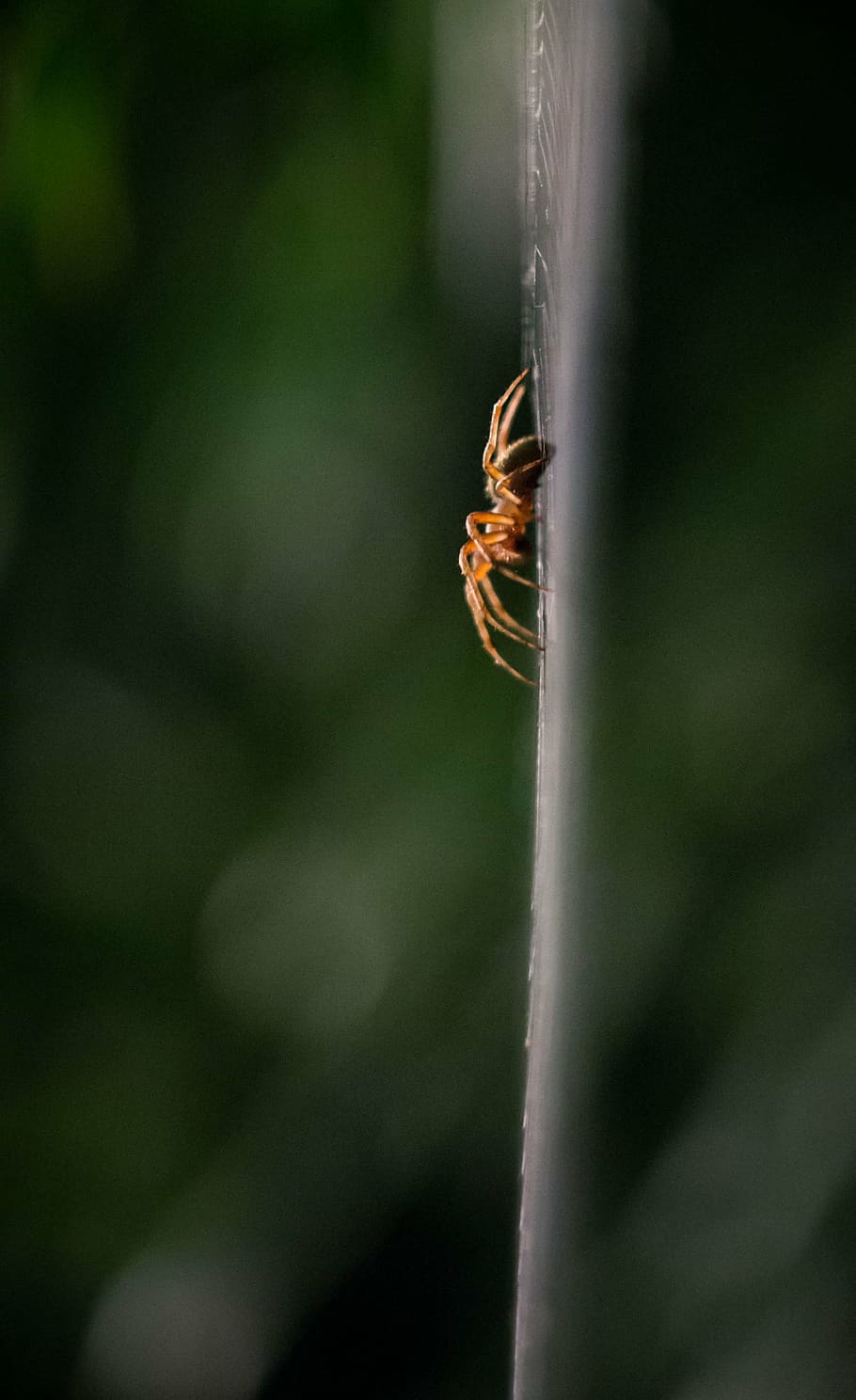 spider, insect, night, invertebrate, animals in the wild, close-up HD wallpaper