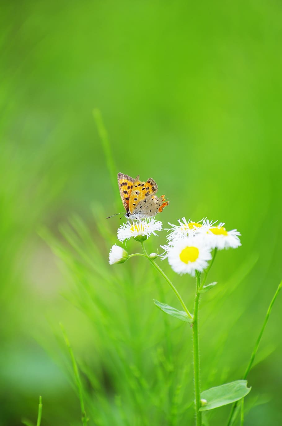 selective focus photography of brown butterfly perching on white flower HD wallpaper