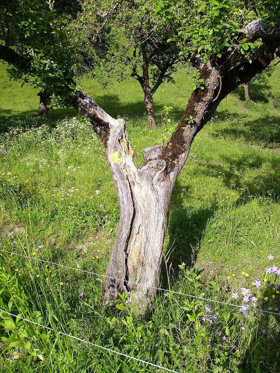 tree, old, nature, wood, meadow, plant, grass, land, green color HD wallpaper
