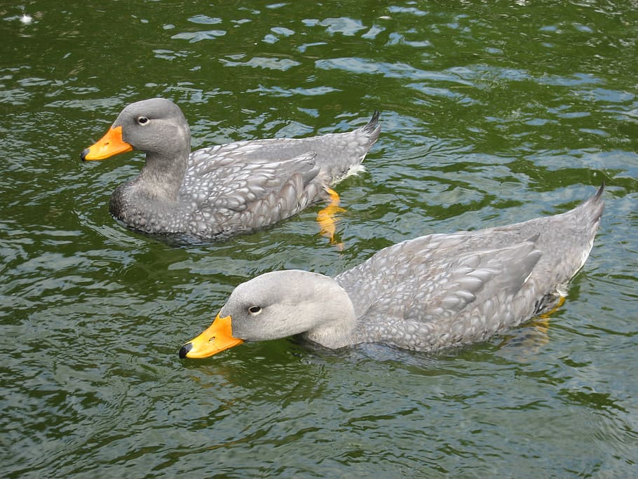 ducks, swim, water, animal, animal wildlife, bird, animal themes HD wallpaper