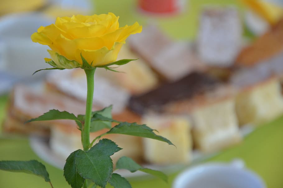 Flower, Coffee, Cake, Yellow Rose, nature, leaf, plant, close-up HD wallpaper