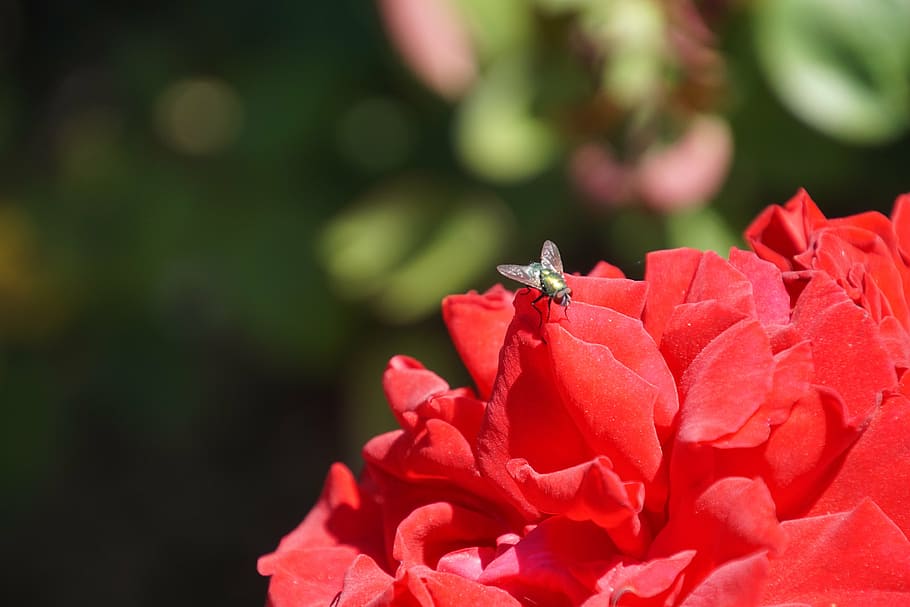rose, samba, rosaceae, red, purple, velvet, blossom, bloom HD wallpaper