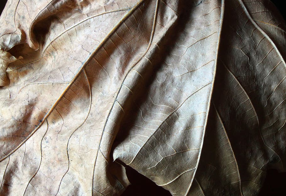 leaf, dry, nature, autumn, shadow, backgrounds, close-up, plant HD wallpaper