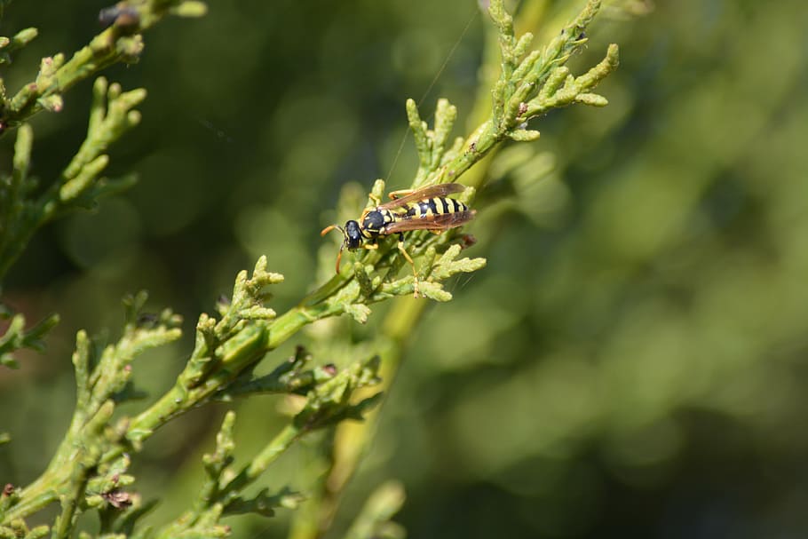wasp, insect, sting, nature, detail, garden, cypress, green HD wallpaper