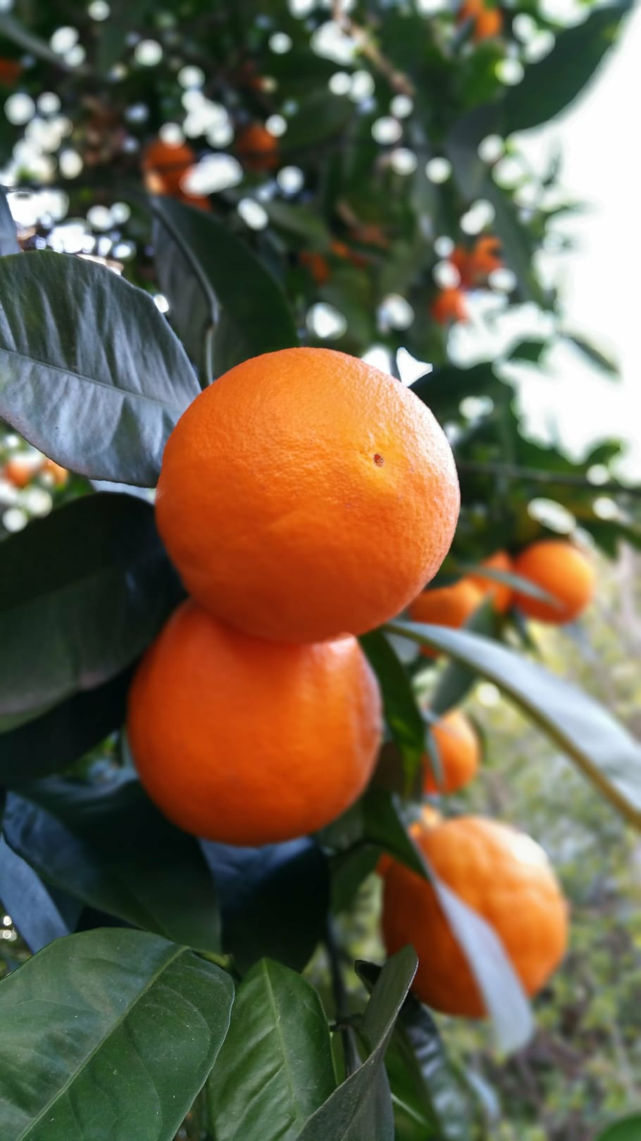 orange, spring, nature, orange color, plant part, healthy eating HD wallpaper
