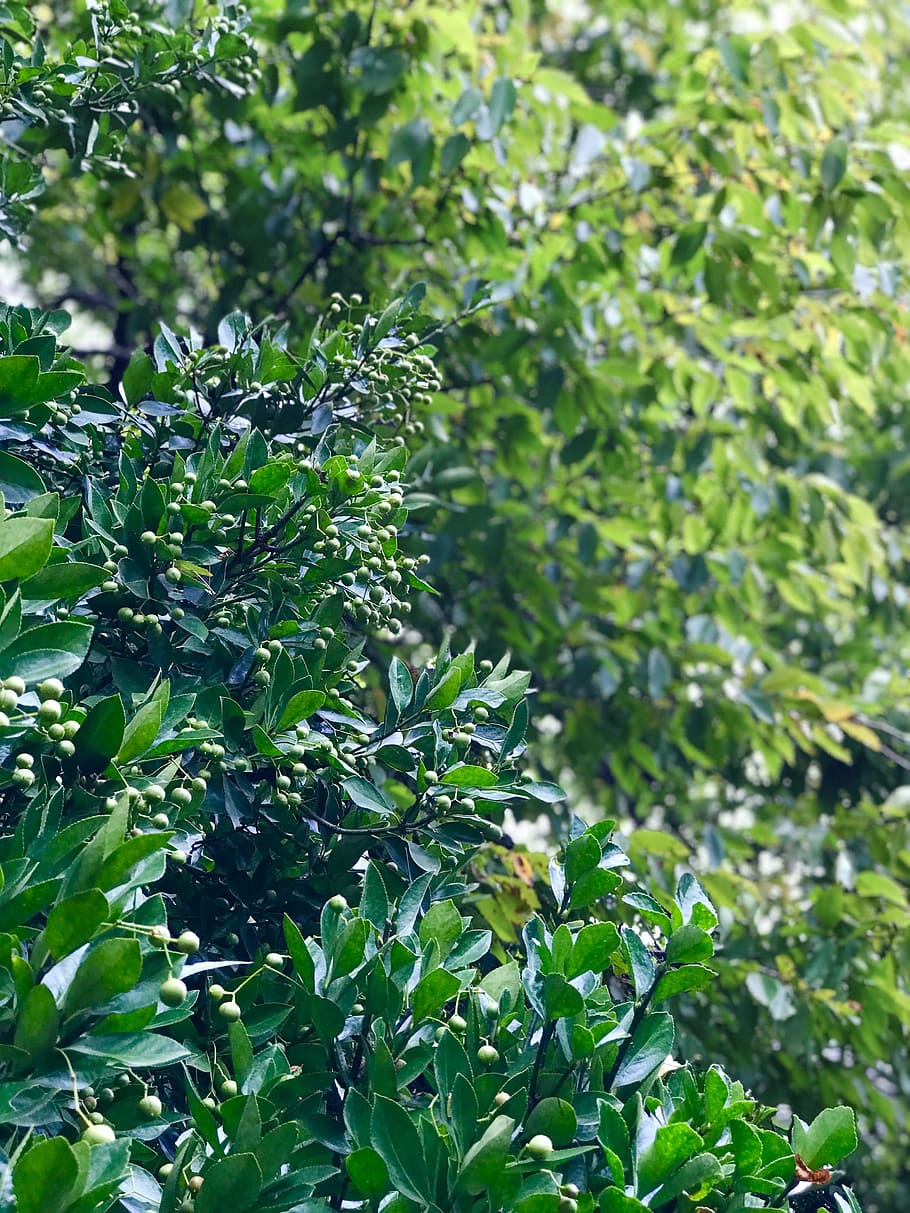 green, autumn, abstract, growth, plant, plant part, leaf, green color HD wallpaper