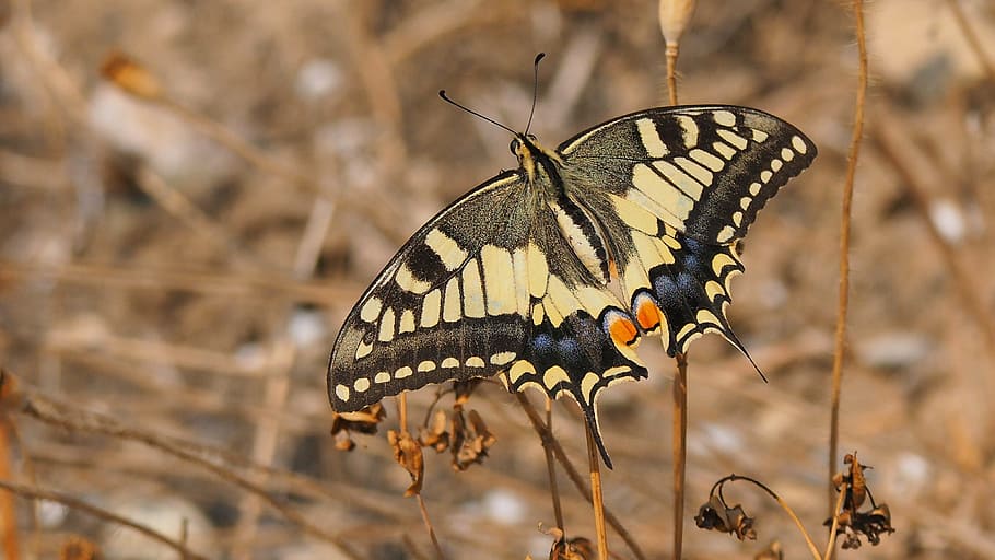 nature, insects, butterfly, macro, yellow, wings, animal themes HD wallpaper