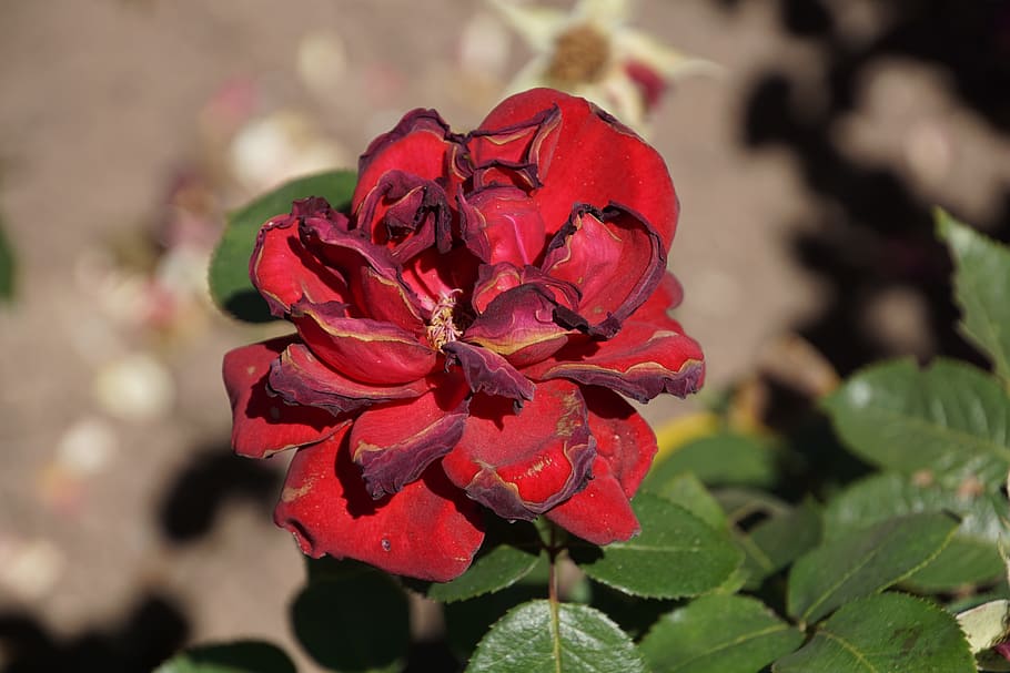 Samba, Rosaceae, Red, Purple, rose, velvet, blossom, bloom HD wallpaper