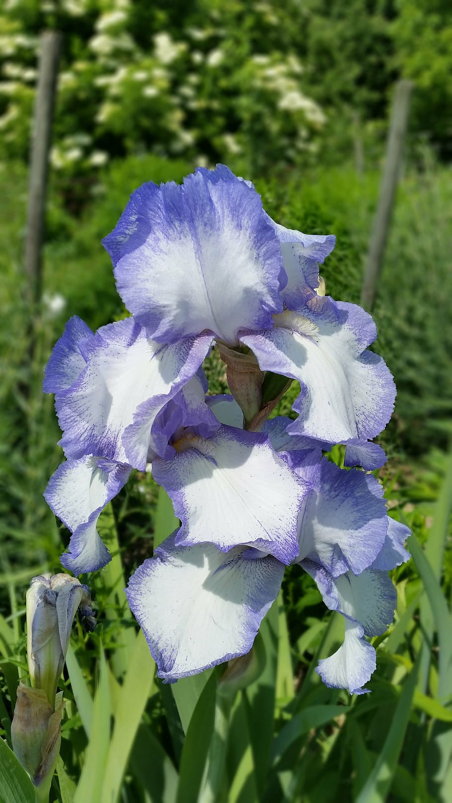 flowers, iris, blossom, bloom, plant, garden, spring, violet HD wallpaper