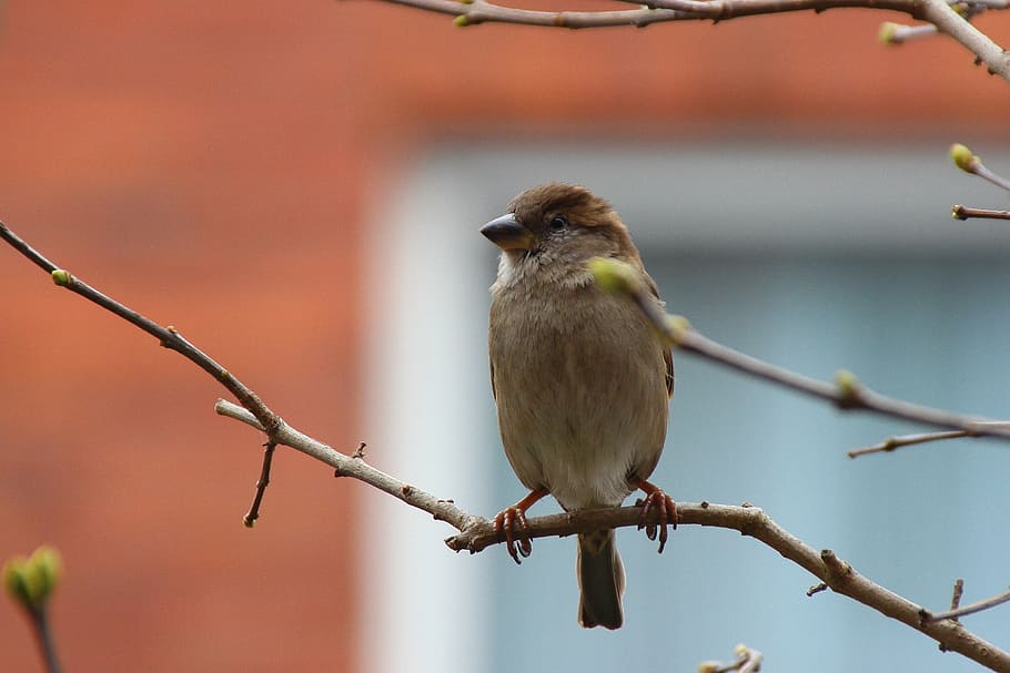 sparrow, sperling, bird, songbird, nature, branch, sitting HD wallpaper