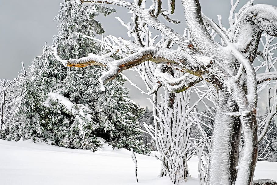 white and brown tree illustration, winter, cold, snow, snow magic HD wallpaper
