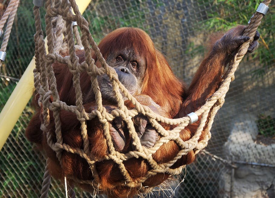 nature, animals, zoo, monkey, view, eyes, primate, rope, animal themes HD wallpaper