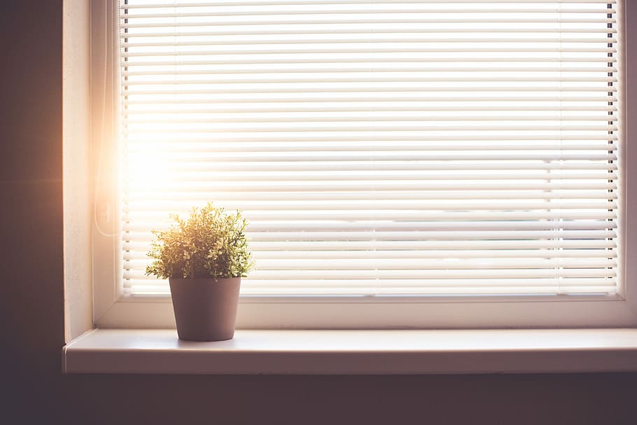 Sun Shining Through the Window with Sun Blind, clean, flower