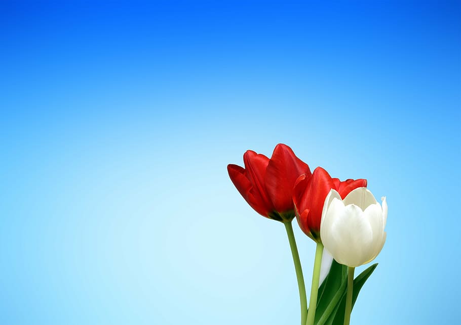 Tulip aesthetic 1080P, 2K, 4K, 5K HD wallpapers free download ...