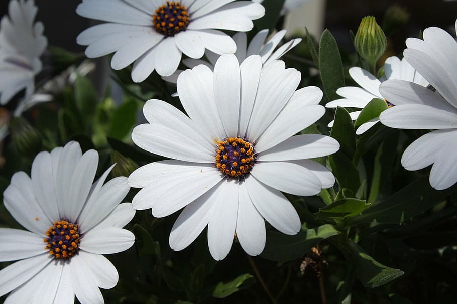 daisy, aster, bloom, blossom, flower, nature, flowering plant HD wallpaper