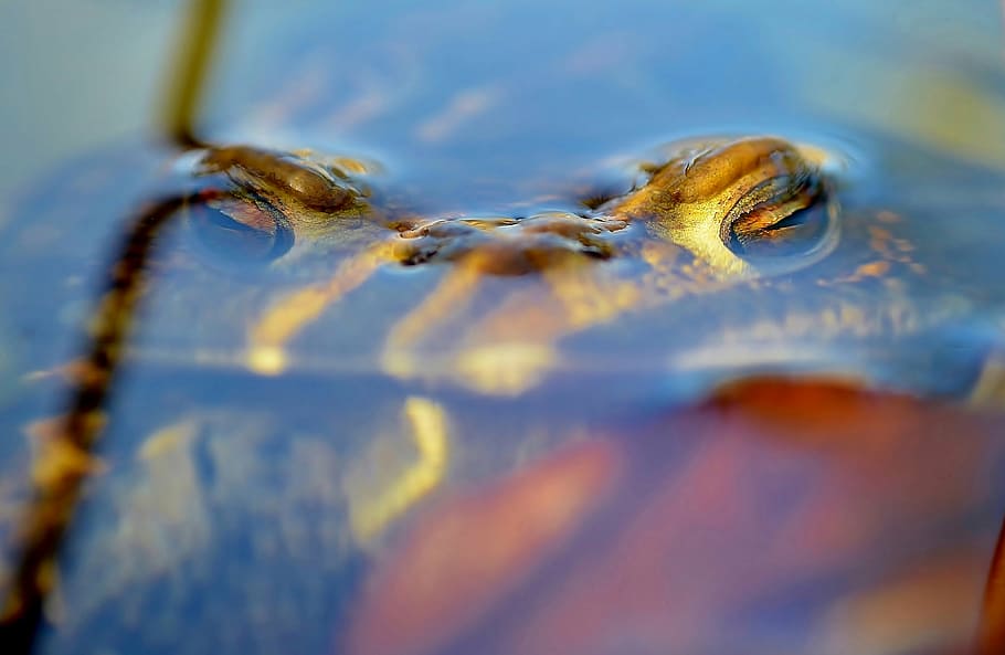 toad, golden eyes, head, animal themes, water, one animal, animal body part HD wallpaper