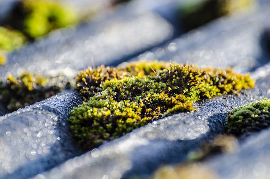 moss, surface, outdoor, soil, lichen, soft, natural, grow, park HD wallpaper