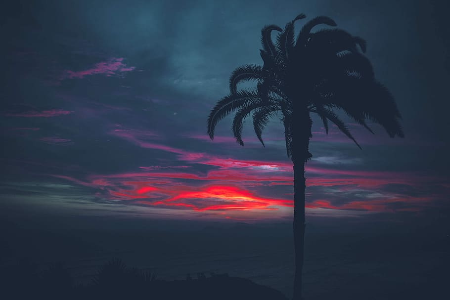 black tree under gray and black sky at golden hour, silhouette photo of coconut tree HD wallpaper