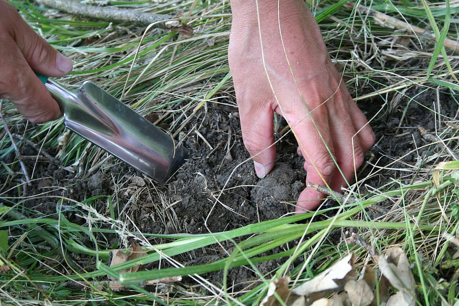 human hand holding shovel while plowing, truffles, search, soil HD wallpaper
