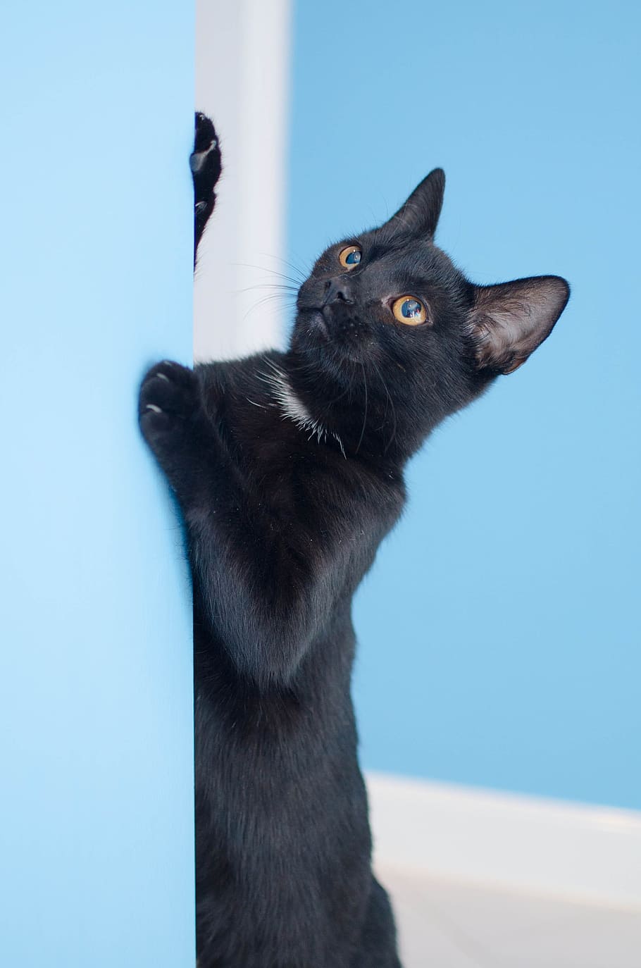 bombay cat lying on teal surface, black cat, cat staring, domestic cat