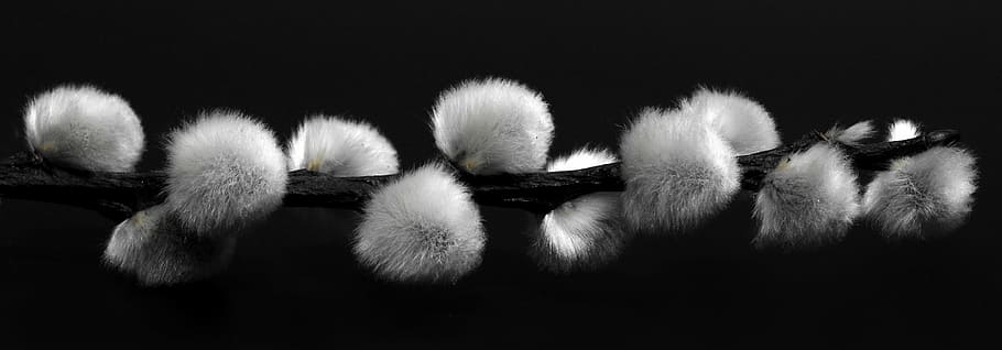 untitled, pussy willow, pasture, black and white, fluffy, soft, HD wallpaper