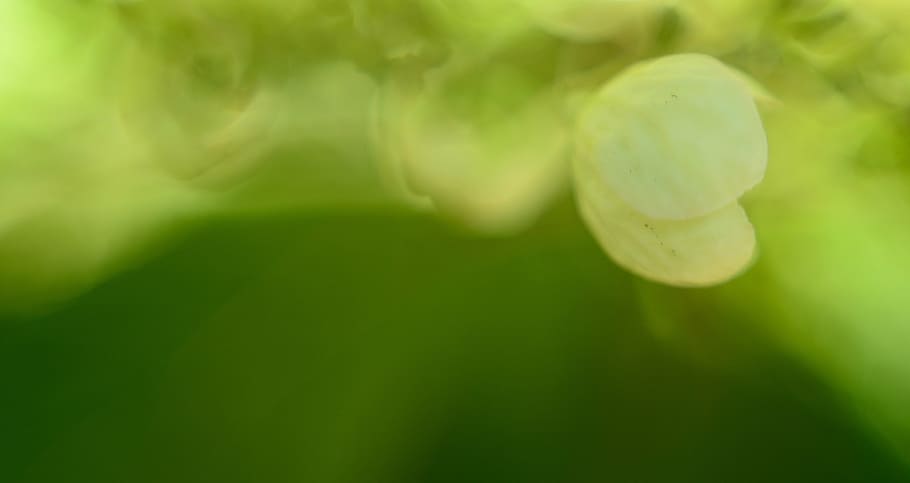 abstract, background, pattern, green, macro, flower, plant HD wallpaper