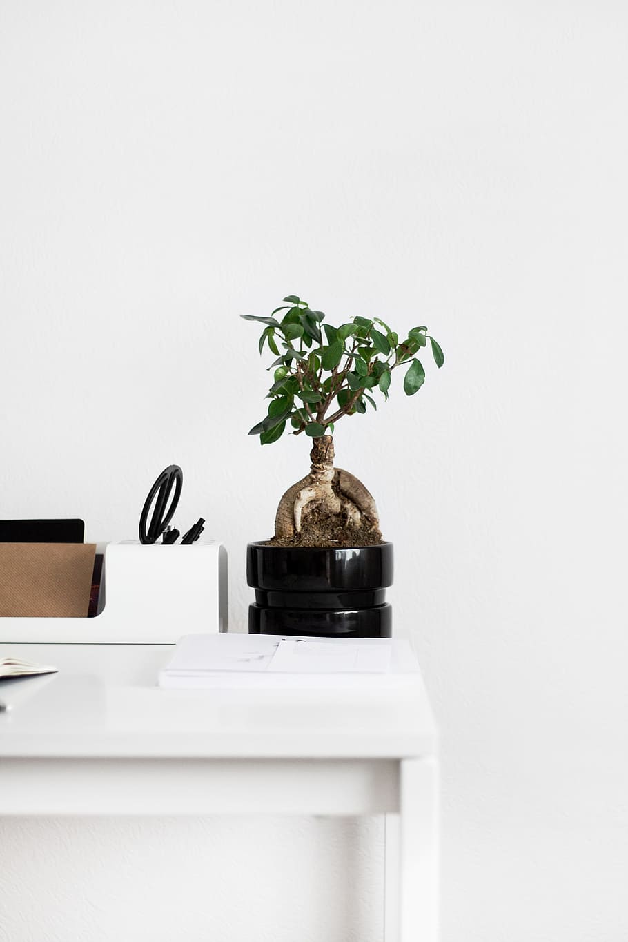 green leafed plant on table, notebook, tree, vase, flowerpot HD wallpaper
