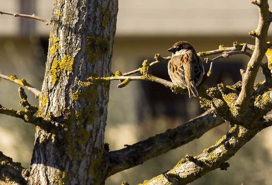 bird, tree, palazzo, nature, wildlife, animal, branch, outdoors HD wallpaper